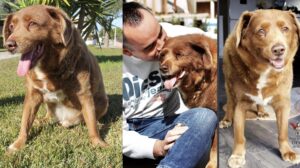 金氏世界紀錄最長壽狗狗波比去世